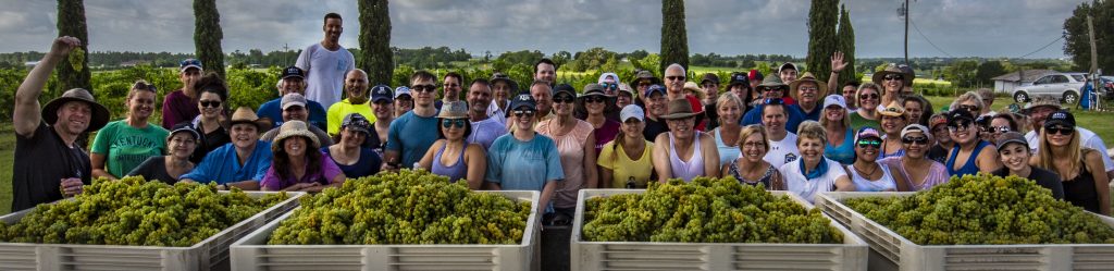 Harvest crew picking grapes in the Nice Winery vineyard in Houston